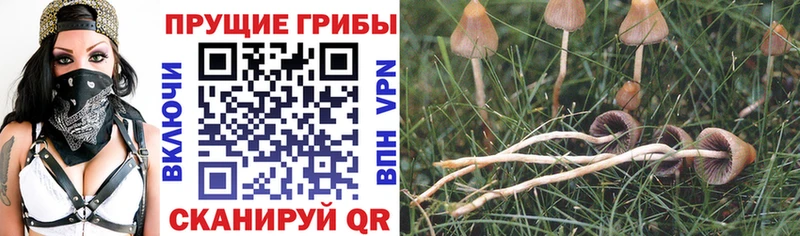 Галлюциногенные грибы Magic Shrooms  Поронайск 